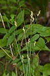 Greenwhite sedge